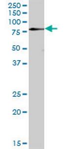 ZNF266 Polyclonal Antibody, MaxPab™