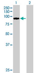 ZNF274 Polyclonal Antibody, MaxPab™