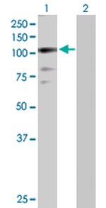 ZNF274 Polyclonal Antibody, MaxPab™
