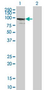 ZNF274 Monoclonal Antibody (4C12)