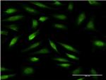 ZNF274 Monoclonal Antibody (2F5)