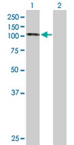 HSPH1 Polyclonal Antibody, MaxPab™