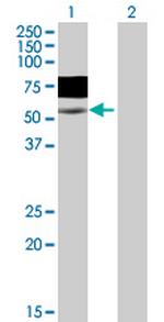 WASF3 Polyclonal Antibody, MaxPab™