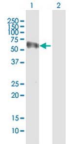 NOXA1 Polyclonal Antibody, MaxPab™