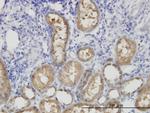 ALDH1L1 Antibody in Immunohistochemistry (Paraffin) (IHC (P))