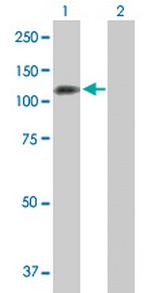 PPP1R13L Polyclonal Antibody, MaxPab™