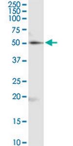 RUVBL2 Monoclonal Antibody (3C6)