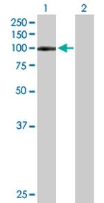 LILRB1 Antibody in Western Blot (WB)