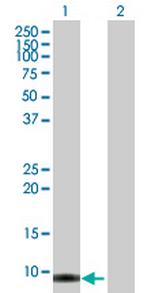 SMR3B Polyclonal Antibody, MaxPab™