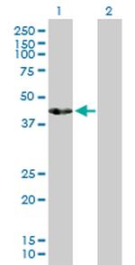 ACTL7B Polyclonal Antibody, MaxPab™