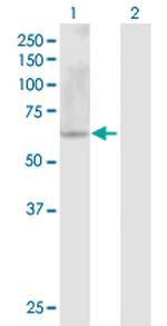 NPFFR2 Polyclonal Antibody, MaxPab™