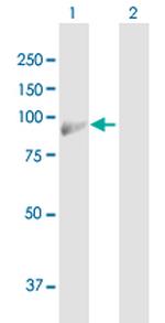 MALT1 Polyclonal Antibody, MaxPab™