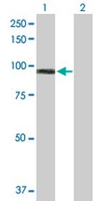 MALT1 Polyclonal Antibody, MaxPab™