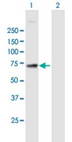 MAN1A2 Polyclonal Antibody, MaxPab™