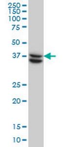 SUGT1 Monoclonal Antibody (6G5)