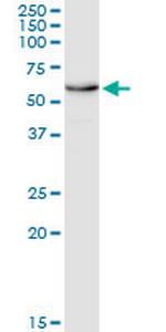 EDAR Monoclonal Antibody (6C12)
