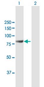 MAGED2 Polyclonal Antibody, MaxPab™