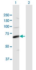 FASTK Polyclonal Antibody, MaxPab™