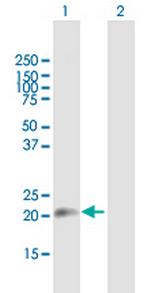SUB1 Polyclonal Antibody, MaxPab™