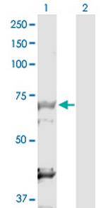 DBF4 Polyclonal Antibody, MaxPab™
