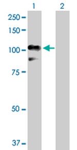 RALBP1 Polyclonal Antibody, MaxPab™