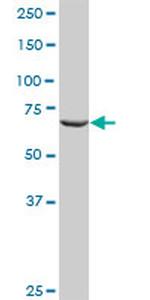 RALBP1 Antibody in Western Blot (WB)