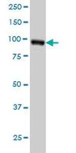 RALBP1 Monoclonal Antibody (2A1)