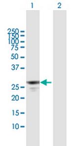 APOBEC2 Polyclonal Antibody, MaxPab™