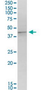 MORF4L1 Monoclonal Antibody (6B6)