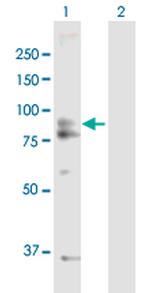 AFG3L2 Polyclonal Antibody, MaxPab™