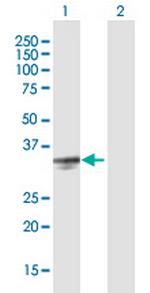 PRSS21 Polyclonal Antibody, MaxPab™