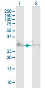 C11orf58 Polyclonal Antibody, MaxPab™