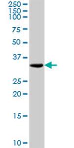 TOMM34 Antibody in Western Blot (WB)