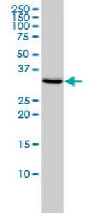 TOMM34 Monoclonal Antibody (2B5)
