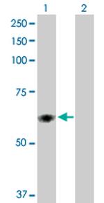 PDIA5 Polyclonal Antibody, MaxPab™