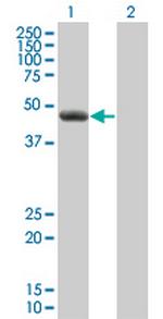 HEAB Antibody in Western Blot (WB)