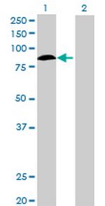 KIF2C Antibody in Western Blot (WB)