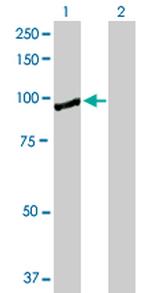 KIF2C Antibody in Western Blot (WB)