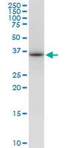 VAX1 Monoclonal Antibody (2F4)