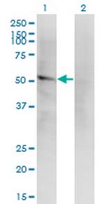 LILRA2 Monoclonal Antibody (4D7)