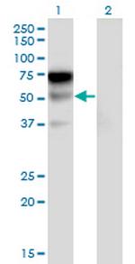 LILRA2 Monoclonal Antibody (3C7)