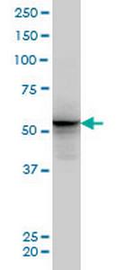 ALF Antibody in Western Blot (WB)