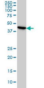 ADRM1 Monoclonal Antibody (3C6)