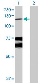 WWP1 Polyclonal Antibody, MaxPab™