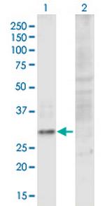 C10orf10 Polyclonal Antibody, MaxPab™