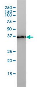 PL6 Monoclonal Antibody (3D4)