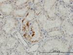 ESM1 Monoclonal Antibody (6D4)
