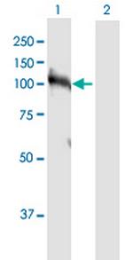 HNRNPUL1 Polyclonal Antibody, MaxPab™