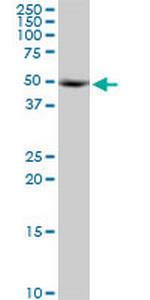 KRR1 Polyclonal Antibody, MaxPab™