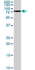 FAF1 Antibody in Western Blot (WB)